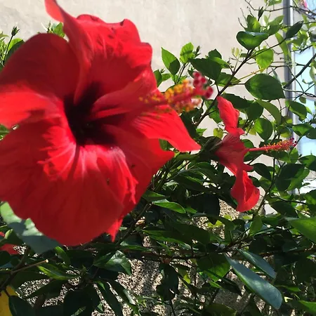 By The Sea Orebic, Peljesac - 11450 Appartement *